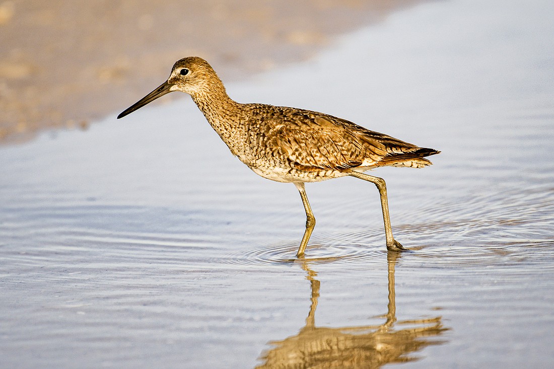 The name willet is an onomatopoeia for this common shorebird's piercing call.