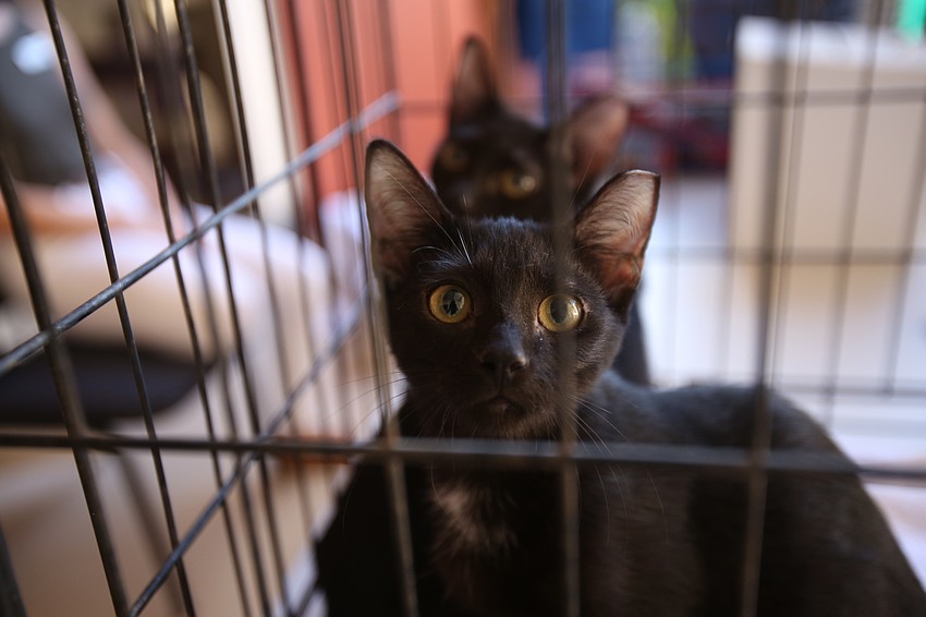 The temple event had cats available for adoption.