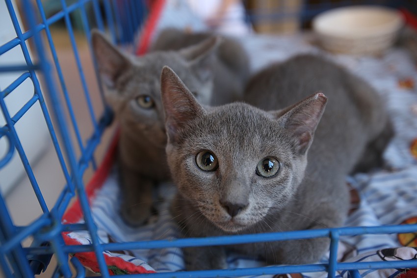 The temple event had cats available for adoption