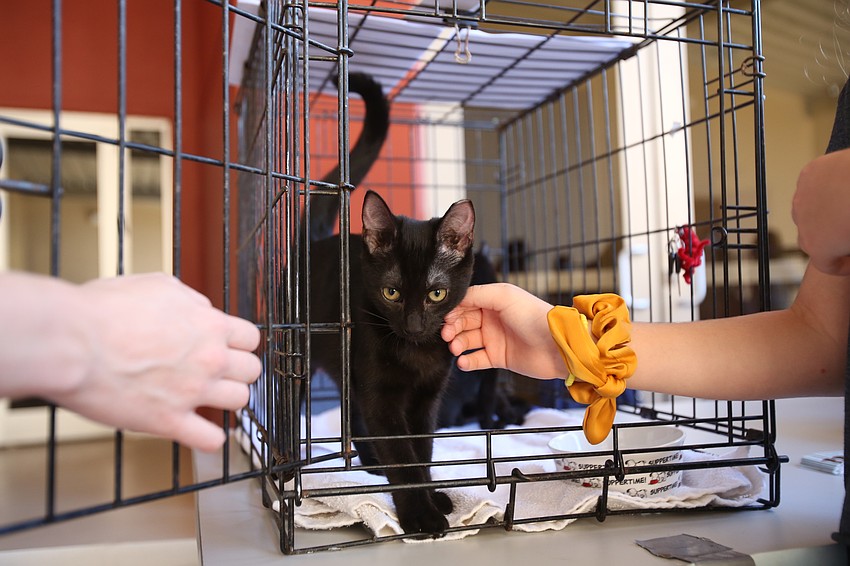 Celia Collier holds back a cat from running off.