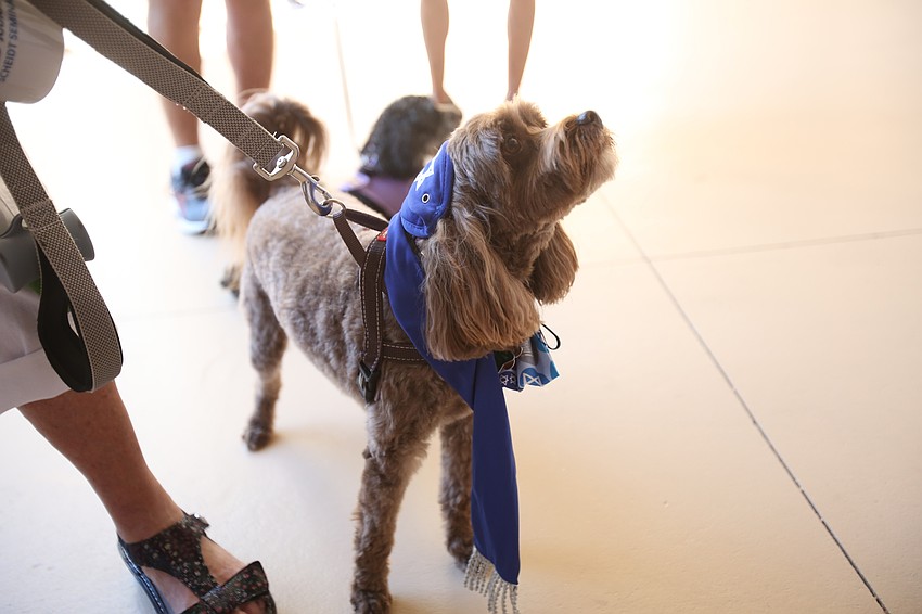 Chester the dog was thrilled to meet so many people.