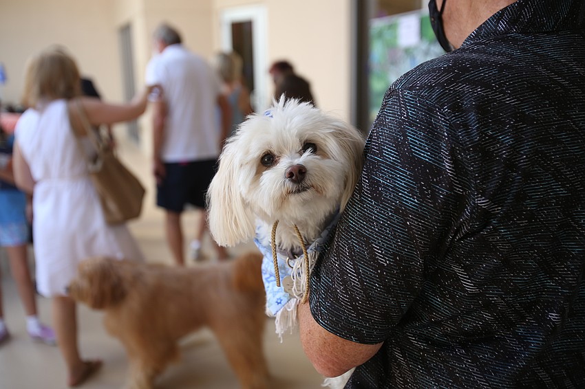 Latte the dog looks out.