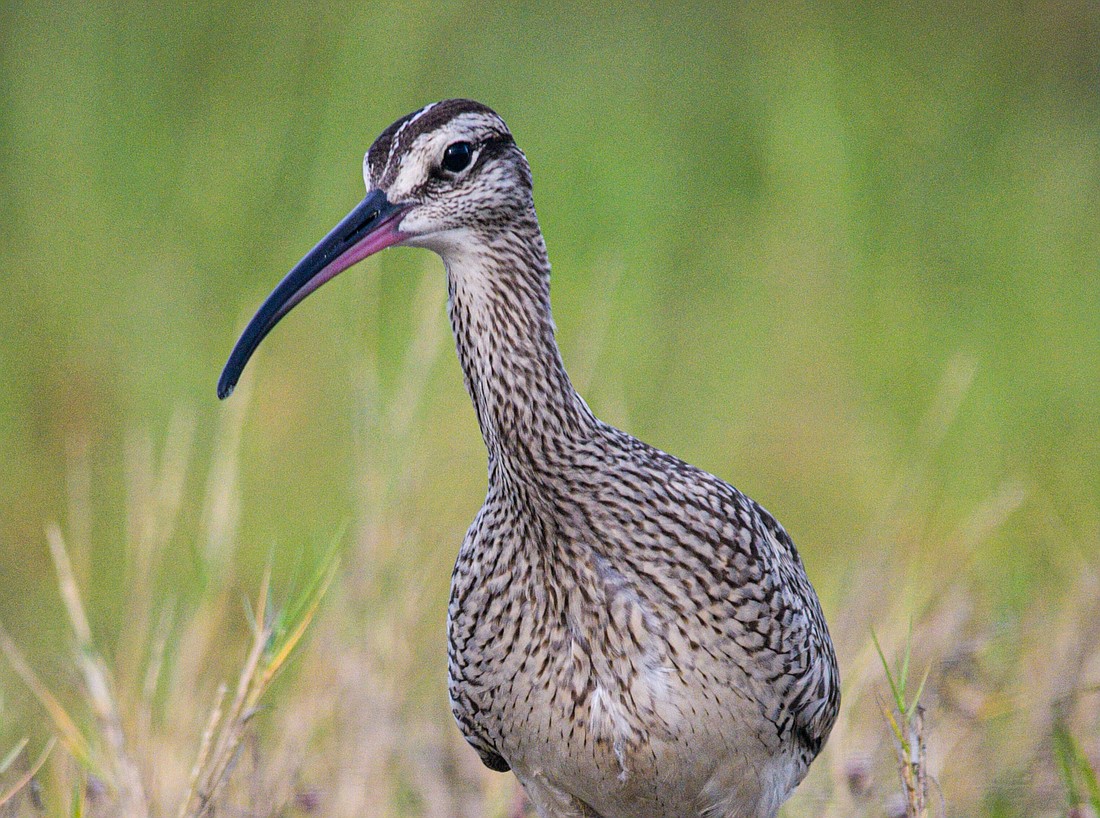 A foraging specialist, Whimbrels have a long, thin, down-curved bill, which allows them to reach into crab burrows and extract their prey. (Miri Hardy)