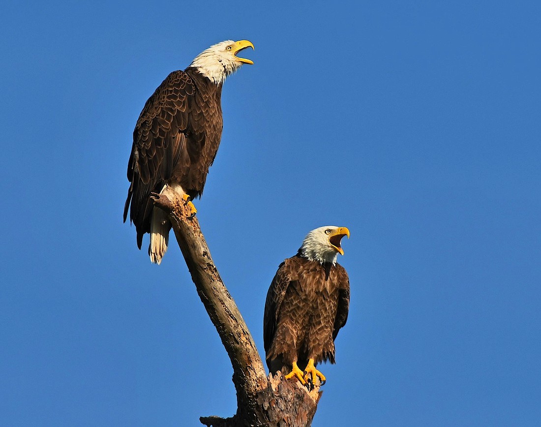 Gordon Silver captured this pair of bald eagles sounding off along White Eagle Boulevard.