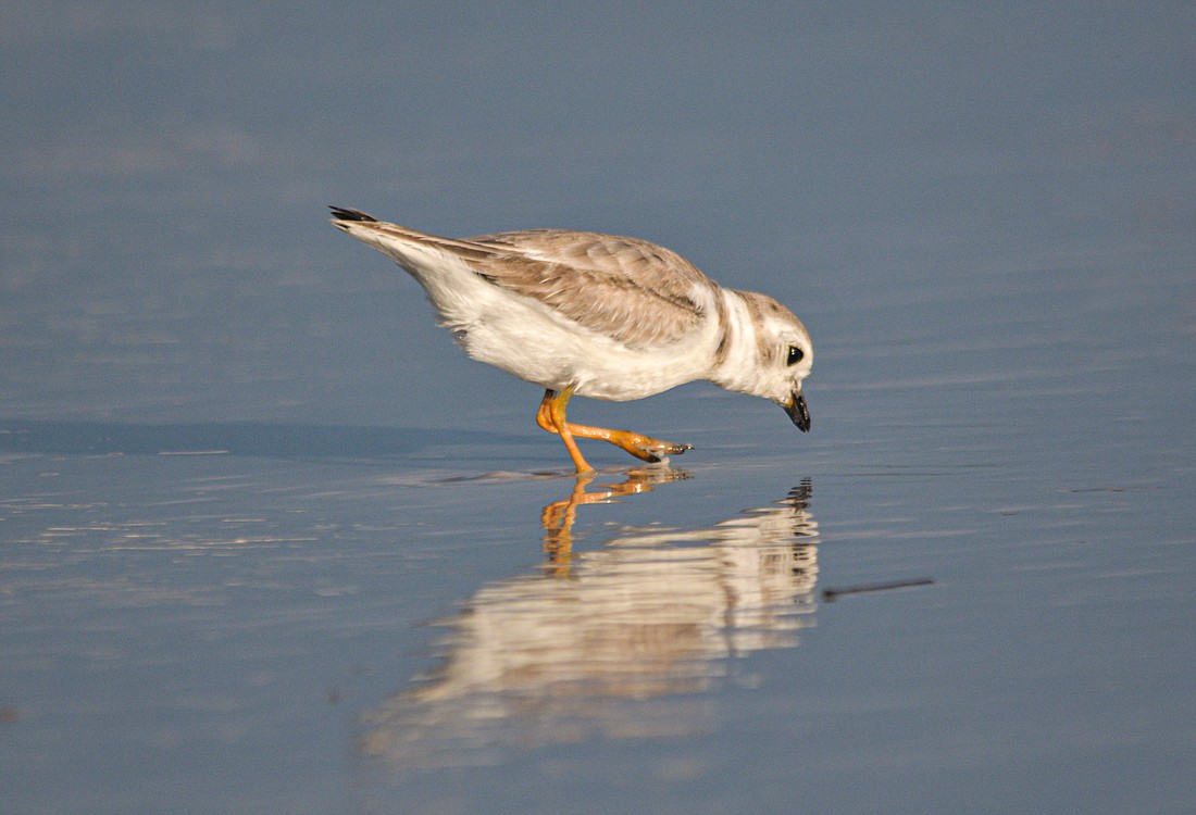 In recent years, a high percentage of migrant and wintering piping plovers have been recorded in Florida&#39;s state park and preserve beaches.Â (Miri Hardy)