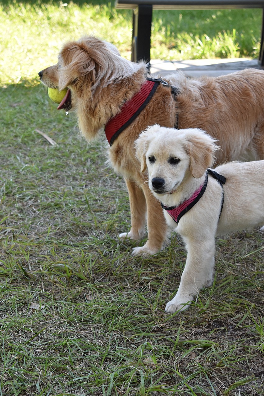 Peter Larson's dogs Kacey and Lexi enjoyed their Friday morning at Bayfront Park.