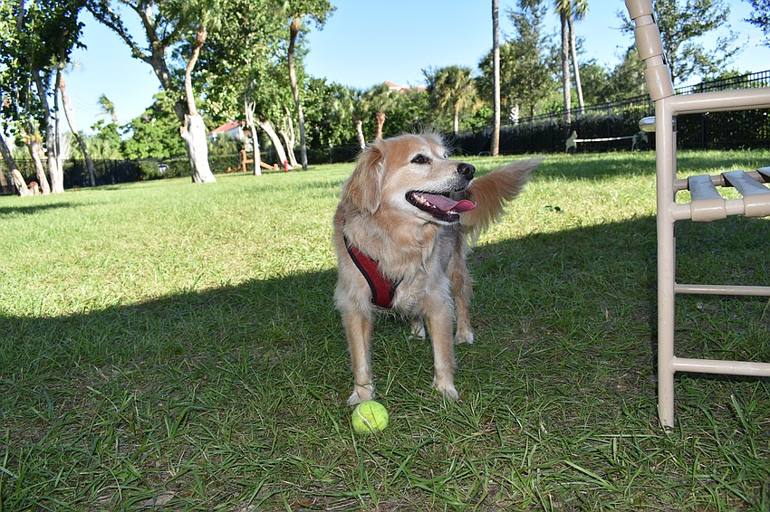 Peter Larson's dog Lexi enjoyed her Friday morning at Bayfront Park.