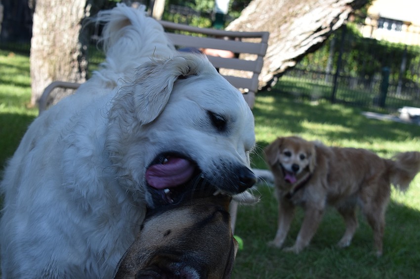 Conrad Panza's dog Oliver plays on Friday morning at Bayfront Park's dog park.