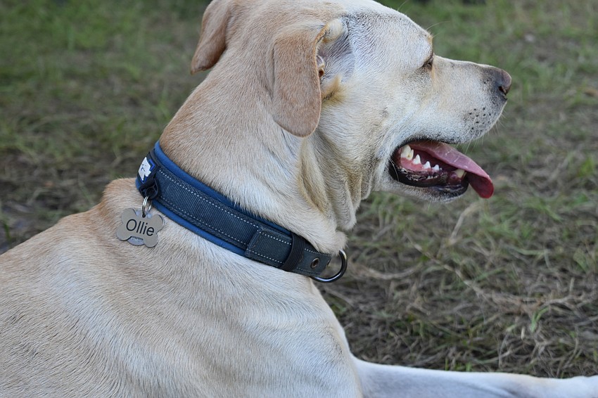 Conrad Panza's dog Oliver sits on Friday morning at Bayfront Park's dog park.