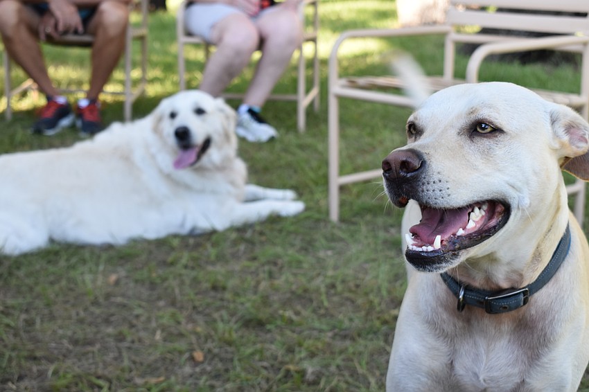 Dick Lyons' dog Farrah Fawcett and Conrad Panza's dog Oliver enjoyed themselves Friday moning at Bayfront Park's dog park.