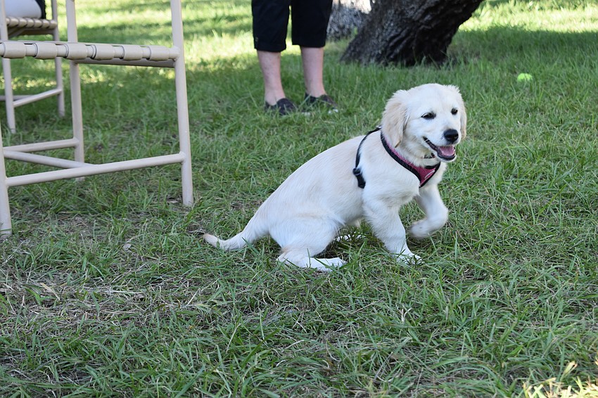Peter Larson's dog Kacey seems to enjoy the new grass at Bayfront Park's dog park.
