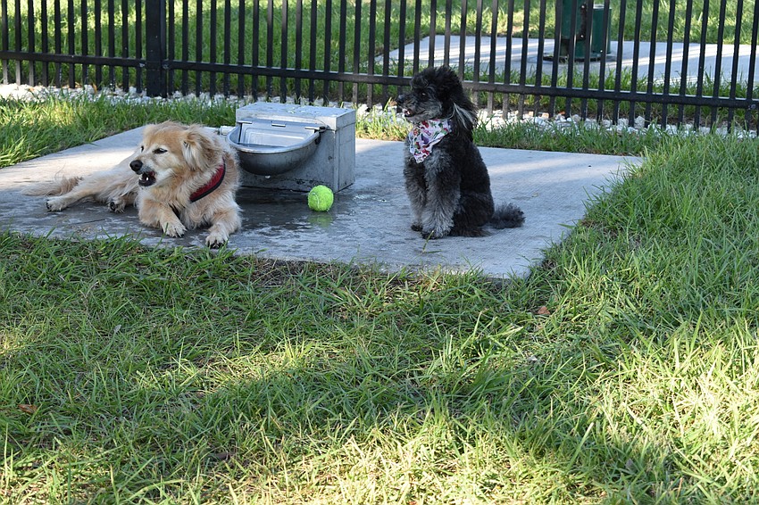 Peter Larson's dog Lexi. and Fannie Bushin's dog Miles enjoy some water Friday morning at the Bayfront Park dog park.