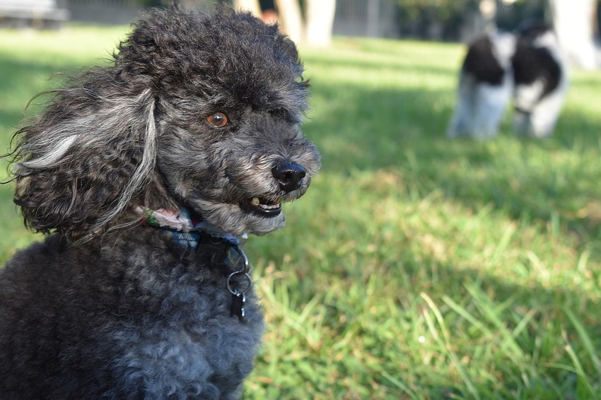 Fannie Bushin's oversized toy poodle named Miles enjoyed himself Friday morning at Bayfront Park's dog parkr.