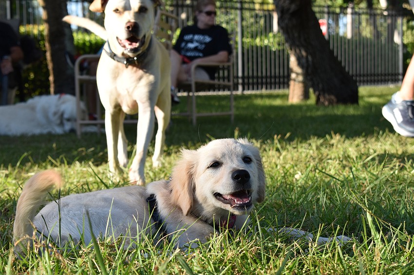 Peter Larson's dog Kacey enjoyed getting some rest at Bayfront Park's dog park as Conrad Panza's dog Oliver runs into the picture.
