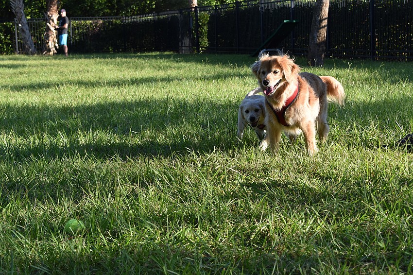 Peter Larson's dog Lexi enjoyed running around Bayfront Park's dog park.