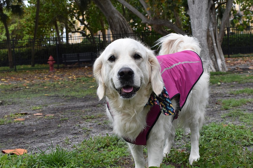 Before Bayfront Park's dog park got resodded, the dog named Farrah Fawcett used to wear a pink jacket. File photo