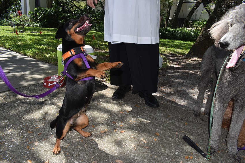 Clemmie, Dave Bishop's dog,