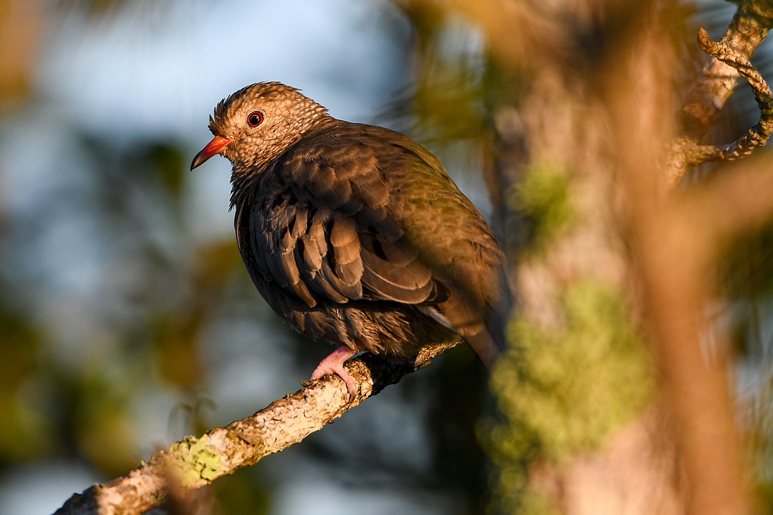 As ground doves nest on the ground, in shrubs or low trees, their nests and nestling are also extremely vulnerable to predation.Â
