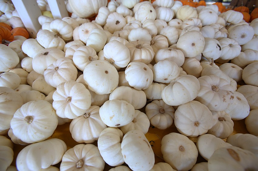Plenty of pumpkins were up for sale.