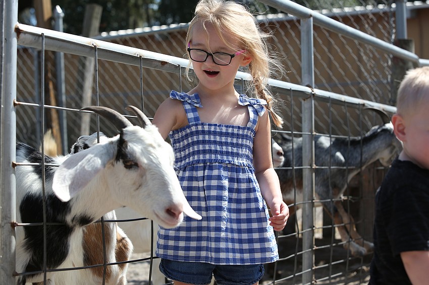 Everly Wilcox pets a goat.