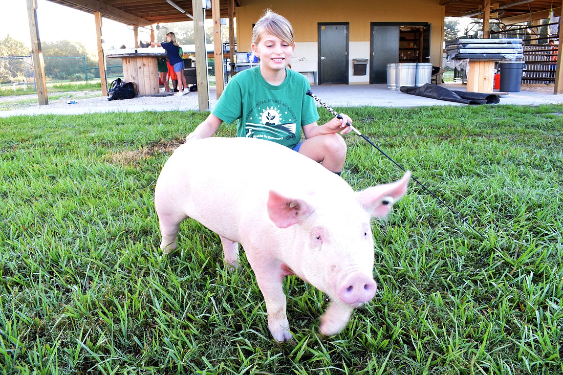 Brooke Sollie, a fifth grader at Myakka City Elementary School, will show Clementine at the Manatee County Fair.