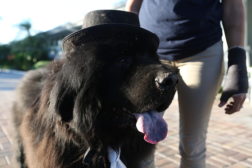 2019 Top Dog winner Vincent welcomes guests into the event.