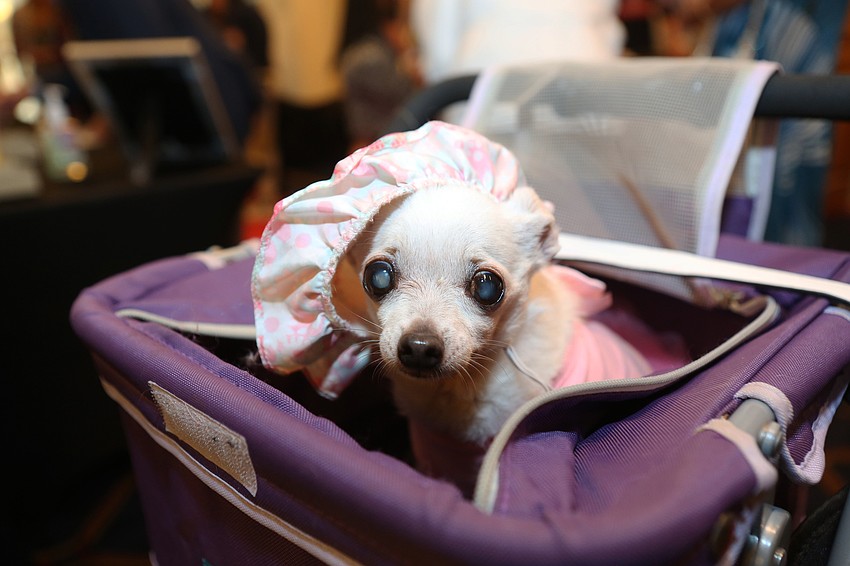 Ms. Pebbles was rolled around.