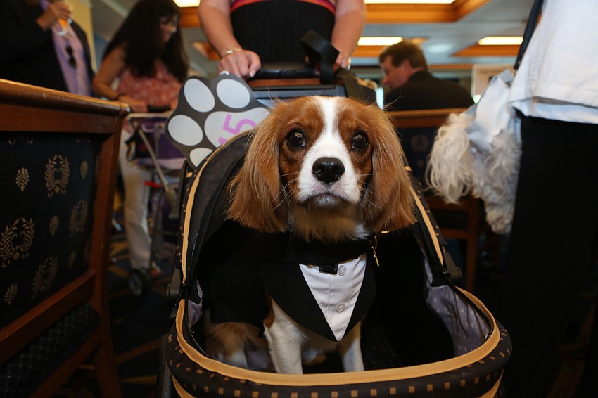 Charlie the dog had his own stroller.