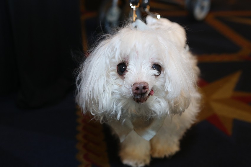 Dante walked around on his leash.