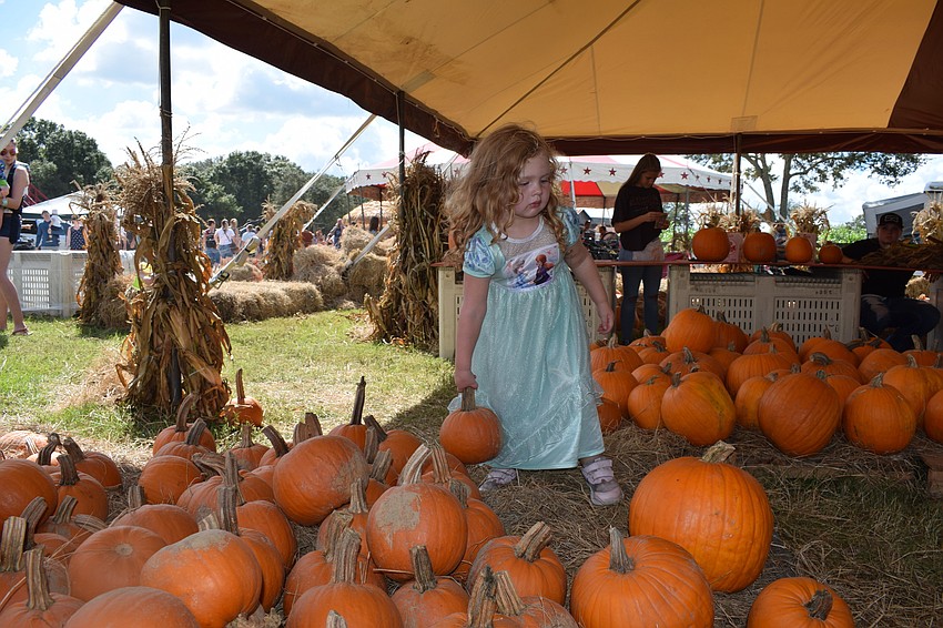 Sarasota's Grace Molino, who is 2 years old, carefully picks out a pumpkin to take home.