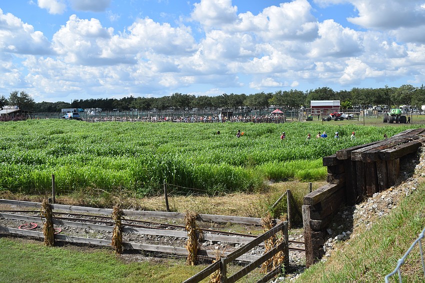Families try to find their way out of the corn maze.