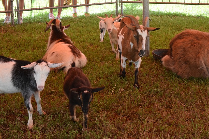 Goats walk around the petting zoo waiting for Pumpkin Festival patrons to feed them.