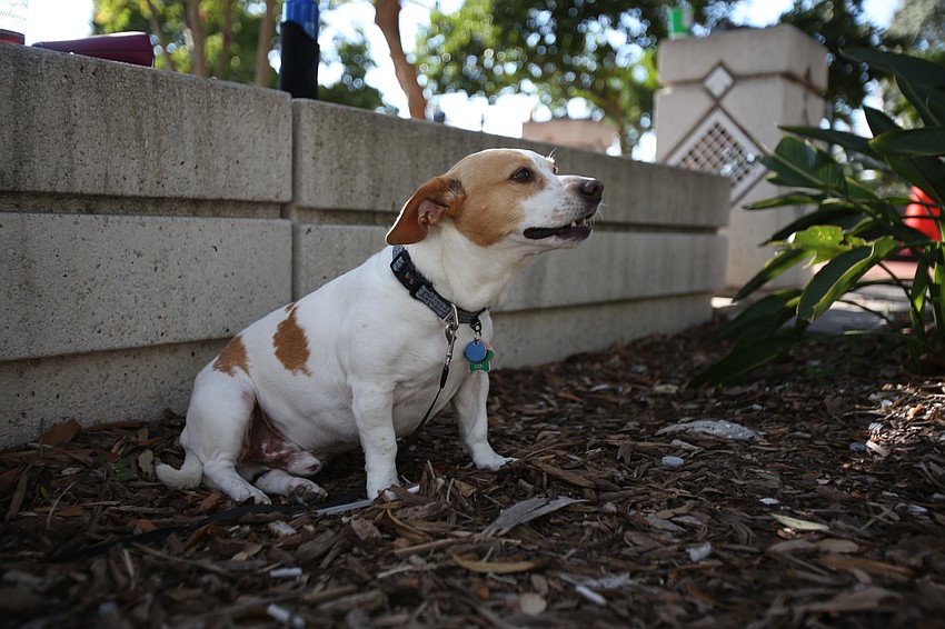 Bo the dog sits in some shade.