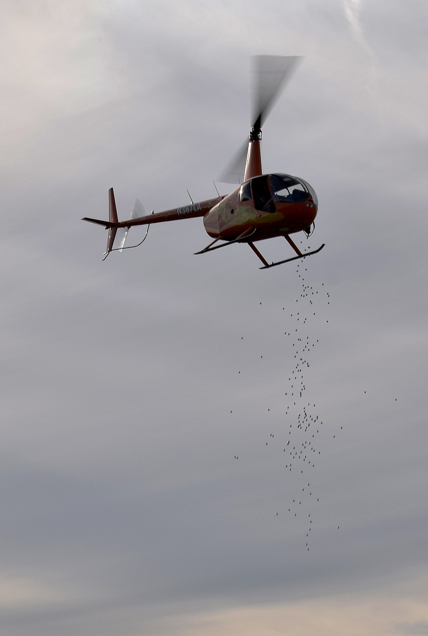 A helicopter drops dozens of golf balls onto the green.