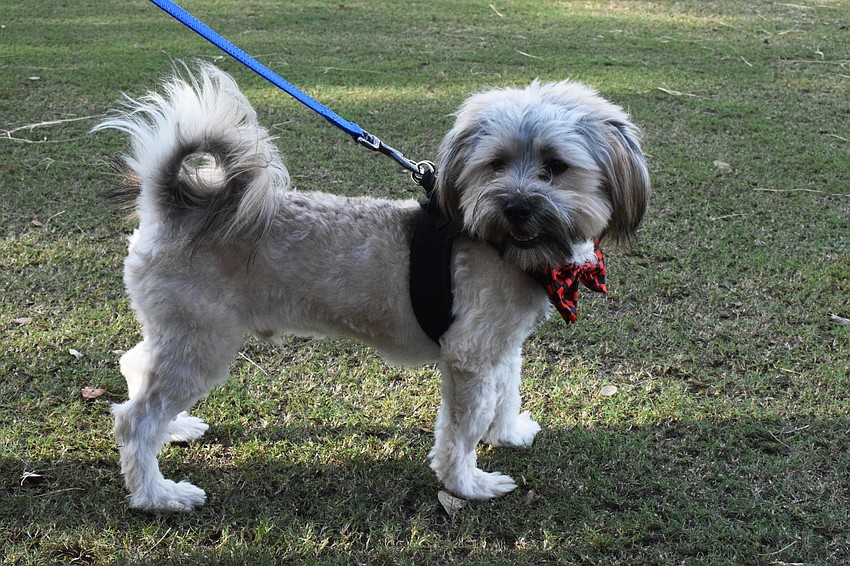 Goblin, a 1-year-old puppy, greets people as they arrive at the Putts for Mutts reception.