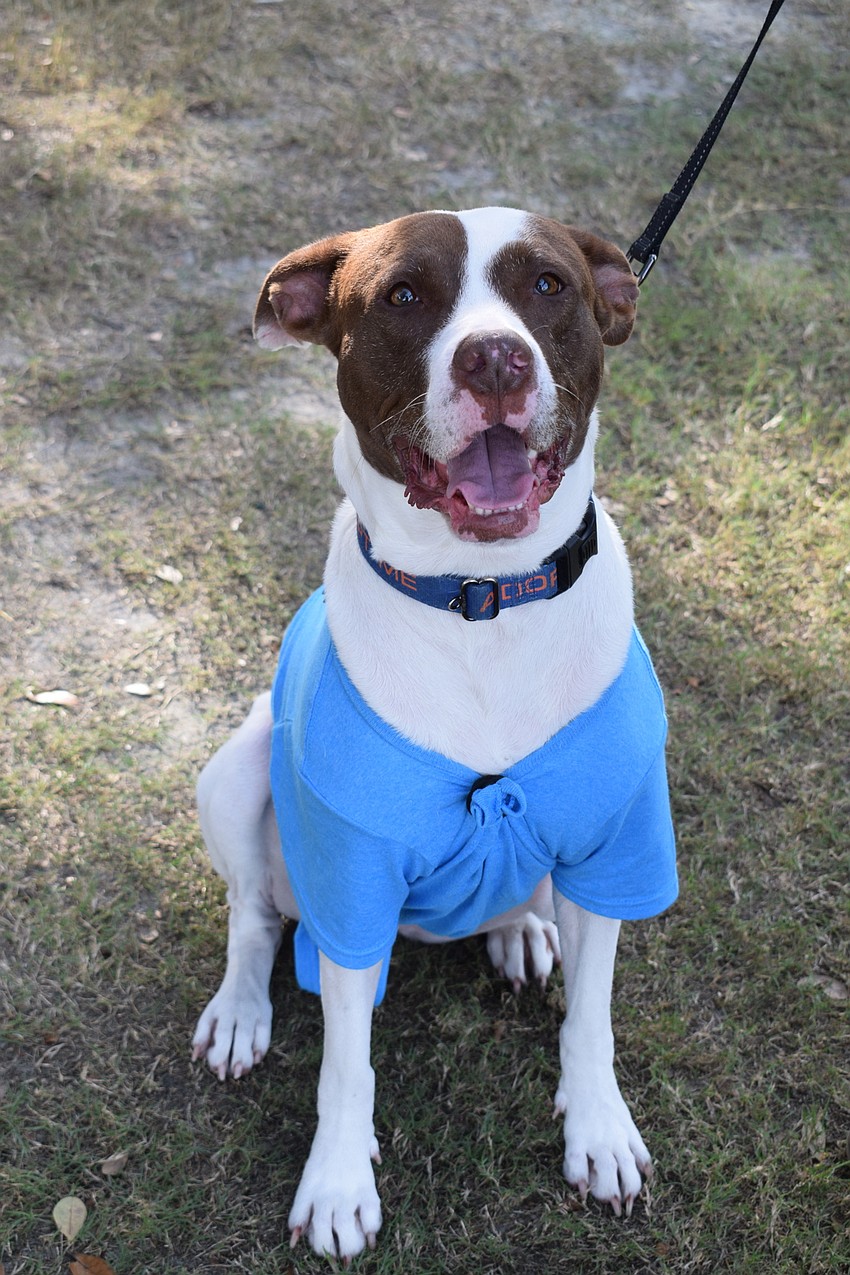 Daisy, a 5-year-old pointer mix, is sweet, smart and listens well.