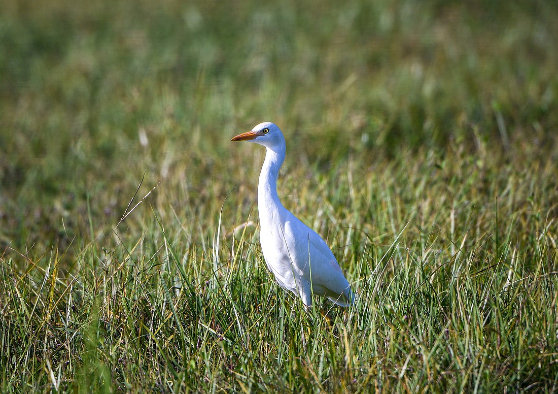 The landlubbers of the heron family, cattle egrets mostly forage inland, far from the water-based feeding habitats of other herons. (Miri Hardy)
