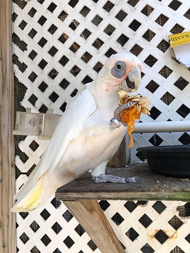 A bare-eyed cockatoo pecks at pumpkin seeds.