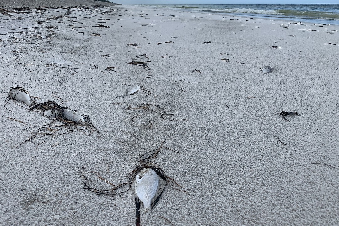 Manatee County helps Longboat Key with red tide cleanup | Your Observer