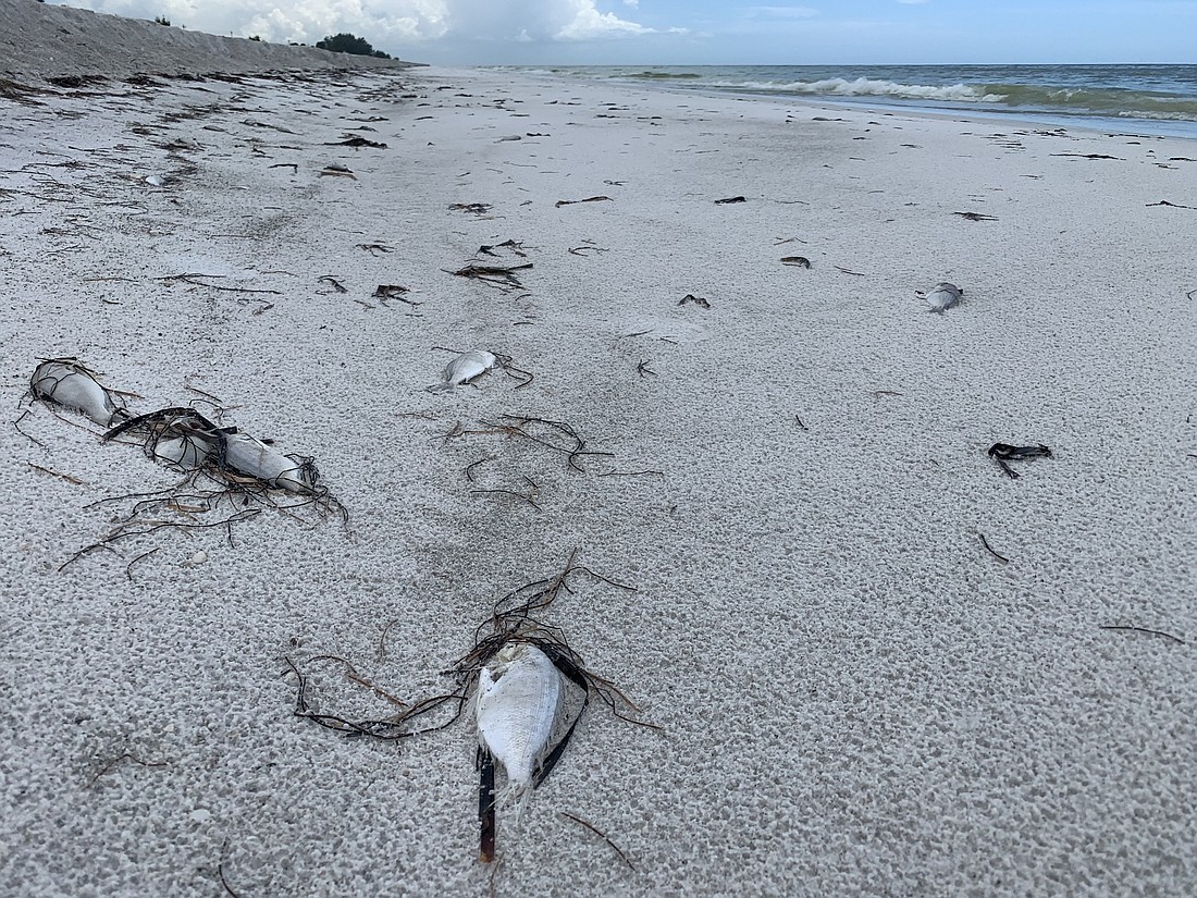 On July 12, dead fish are pictured at the Longboat Key public beach access point directly across from Bayfront Park. File photo