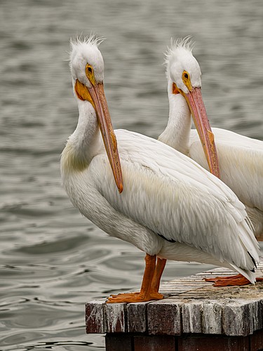 American white pelicans  are two to three times larger than Florida&#39;s brown pelicans.Â