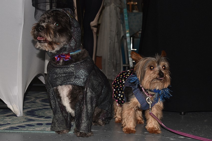 Farley and Frankie put on their best Halloween costumes.
