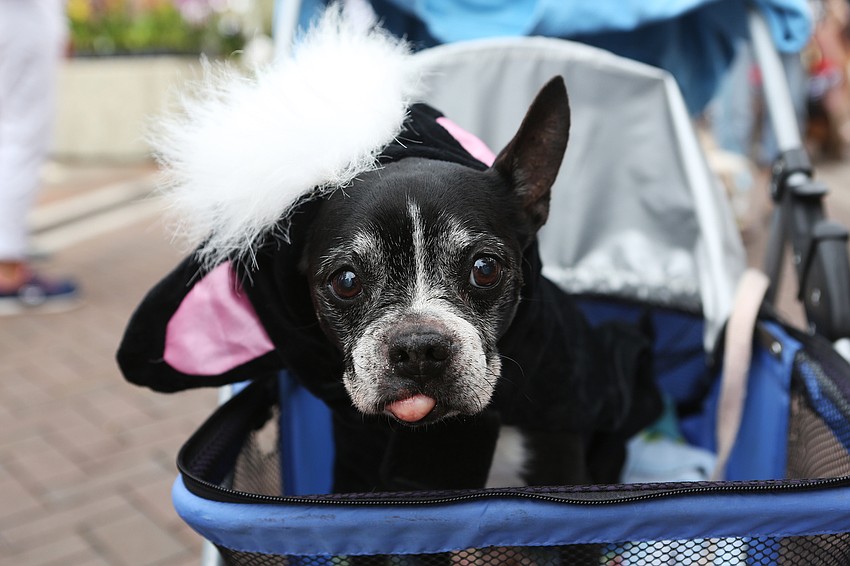 Mia dresses like a skunk.