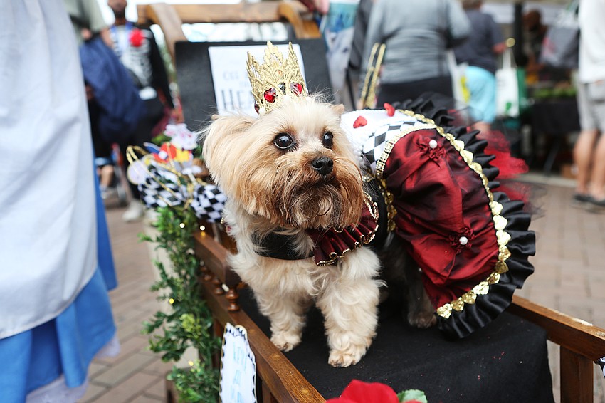 Gracie was the Red Queen.