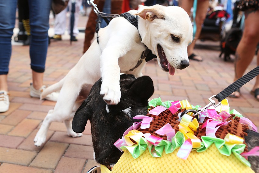 Rudy plays wtih Gnocchi.