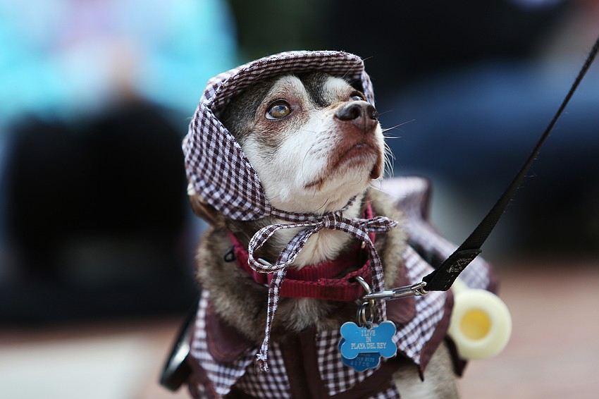 Sherlock Bobo walks with his owner.