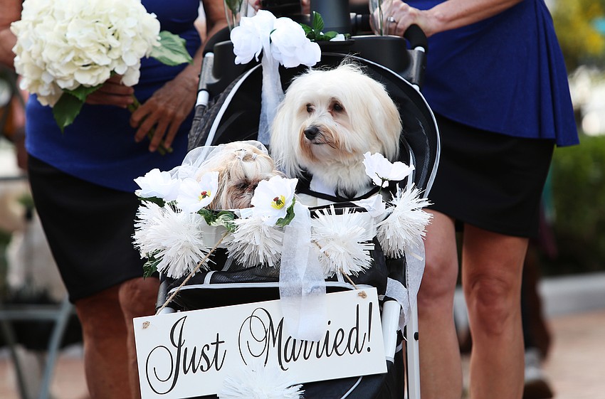 Izzy and Calusa were just married.