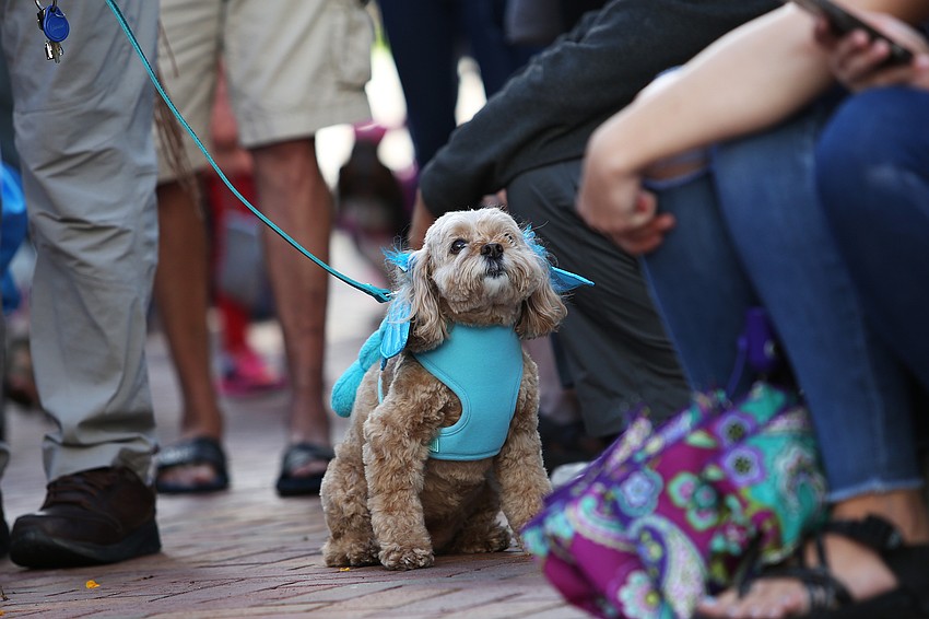 Dakota was a dragonfly