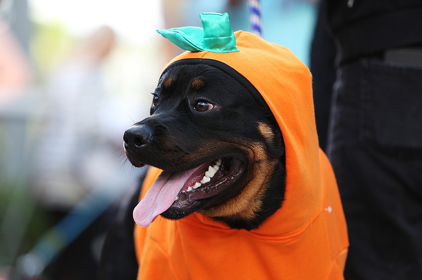 Onyx went as a pumpkin.
