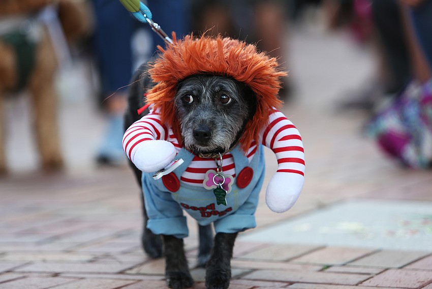 Zuri was a nervous Chucky.